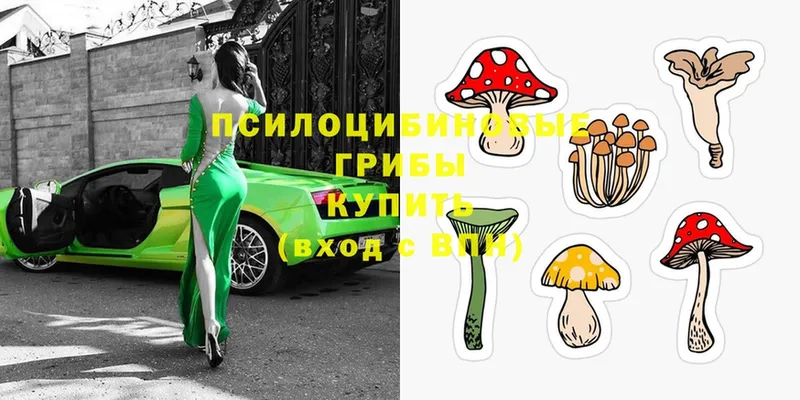 Псилоцибиновые грибы Psilocybe  Любань 